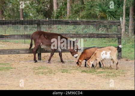 Asino e capre che mangiano insieme nella fattoria della Florida Foto Stock