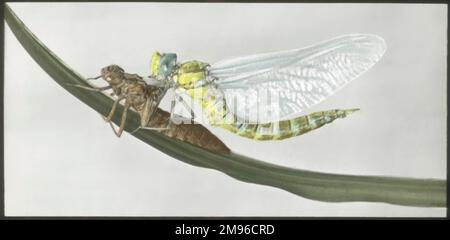 Una vista ravvicinata di una libellula (Aeshna cyanea, Southern Hawker) che è appena emersa dal suo esoscheletro o esuvia. Foto Stock