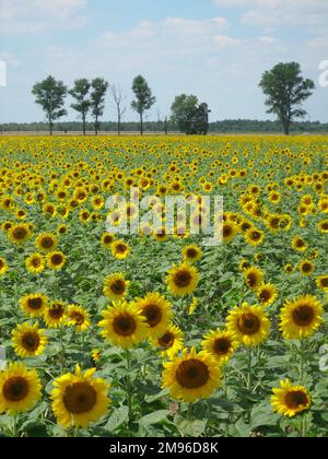 Vista su un campo di girasole vicino alla città di Riesa, nello stato della Sassonia, in Germania. Foto Stock