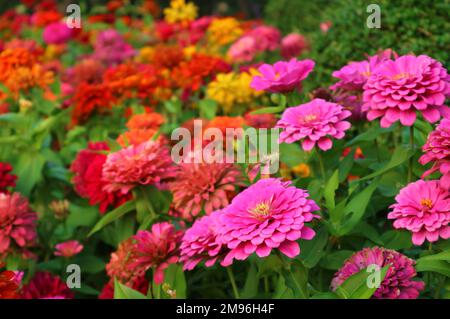 Bella Zinnia Fiori in variazione di colore fioritura nel Giardino Foto Stock