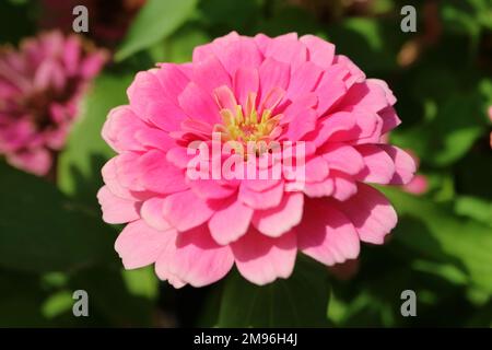 Primo piano di uno splendido fiore di zinnia rosa che fiorisce alla luce del sole Foto Stock