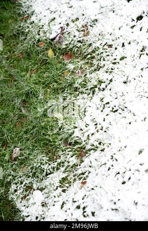 Erba verde fresca sotto la caduta neve.erba verde cresce sotto la neve.angolo basso vista, spazio per il testo, Ciao primavera, Goodbye inverno concept.neve erba. Foto Stock