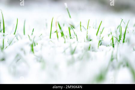 Erba verde fresca sotto la caduta neve.erba verde cresce sotto la neve.angolo basso vista, spazio per il testo, Ciao primavera, Goodbye inverno concept.neve erba. Foto Stock