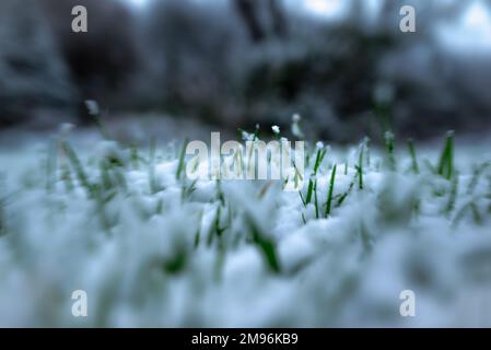 Erba verde fresca sotto la caduta neve.erba verde cresce sotto la neve.angolo basso vista, spazio per il testo, Ciao primavera, Goodbye inverno concept.neve erba. Foto Stock