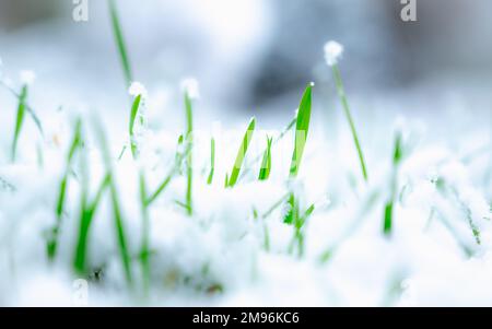 Erba verde fresca sotto la caduta neve.erba verde cresce sotto la neve.angolo basso vista, spazio per il testo, Ciao primavera, Goodbye inverno concept.neve erba. Foto Stock