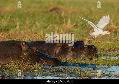 Hippopotamus (Hippopotamus anfibio) pascolo, Chobe National Park, Botswana. Foto Stock