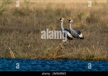 Coppia di gru a corona nere (Baleari pavonina), Parco Nazionale di Chobe, Botswana. Foto Stock