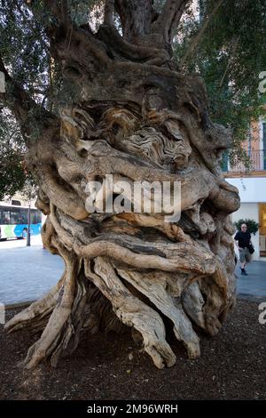 Palma, Maiorca, Spagna, un vecchio albero di Oliva, siuato di fronte al Consiglio di Maiorca. Foto Stock