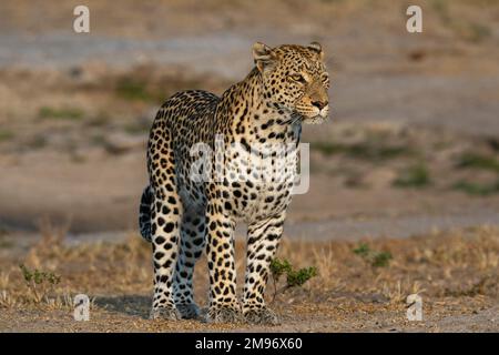 Leopardo (Panthera pardus), Savuti, Parco Nazionale di Chobe, Botswana. Foto Stock