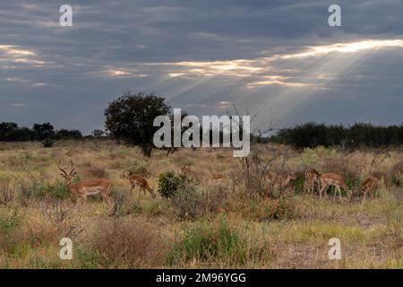 Un impala maschile (Aepyceros melampus) con le sue femmine, Savuti, Chobe National Park, Botswana. Foto Stock