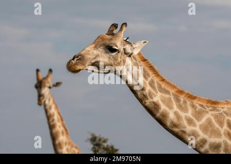 Giraffe meridionali (Giraffa camelopardalis giraffa), Savuti, Parco Nazionale di Chobe, Botswana. Foto Stock
