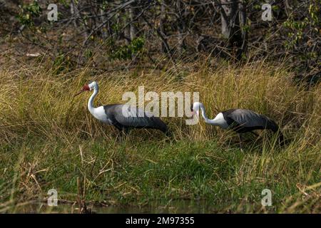 Gru a caruncola (Grus carunculata), concessione Khwai, Delta Okavango, Botswana. Foto Stock