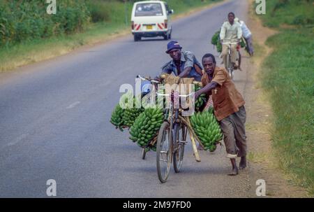 Uganda, uomini che trasportano mazzetti di banane in bicicletta. Foto Stock