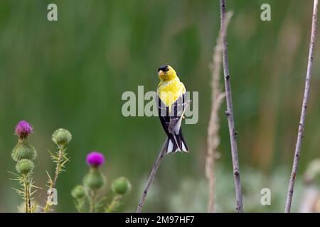 Un goldfinch girare all'indietro guardando una chiazza di porpora di cardo di lancia Foto Stock