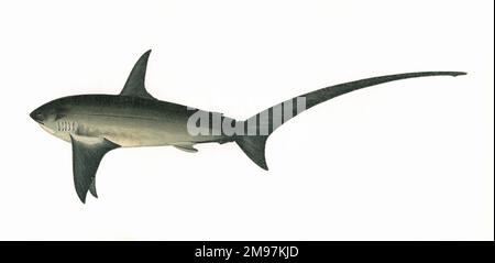 Alopias vulpinus, o apparato trebbiante comune, una specie di squalo. Foto Stock
