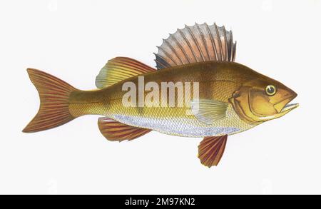Perca fluviatilis, o pesce persico europeo, conosciuto anche come pesce persico, pesce persico rosso e pesce persico inglese. Foto Stock