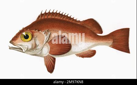 Sebastes norvegicus, o Rose Fish, una specie di pesce di rocca, conosciuta anche come Norway Haddock, Ocean Perch, Atlantic Redfish, Red Perch, Red Bream e Golden Redfish. Inoltre (fuorviante) conosciuto come bergylt, orata e snapper. Foto Stock