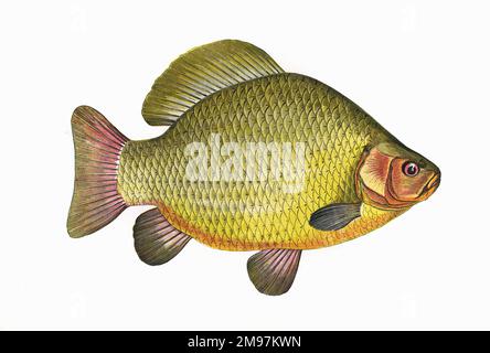 Carassius carassius, o Crucian Carp, un membro della famiglia comune di carpe Ciprinidae. Foto Stock