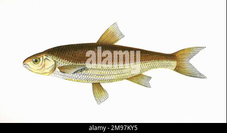 Leuciscus leuciscus, o Dace comune, un pesce d'acqua dolce o salmastra della famiglia dei Cyprinidi. Descritto qui come grining. Foto Stock