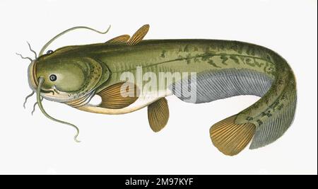 Sicurus glanis, o Wels Catfish, conosciuto anche come Sheatfish e Sly Silurus, un pesce d'acqua dolce e salmastra. Foto Stock