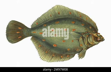 Pleuronectes platessa, o Plaice europea, una specie di pesce piatto. Foto Stock