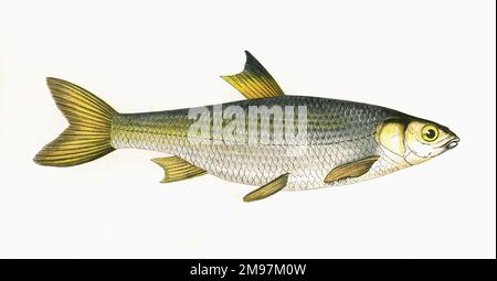 Leuciscus leuciscus, o Dace comune, un pesce d'acqua dolce o salmastra della famiglia dei Cyprinidi. Foto Stock