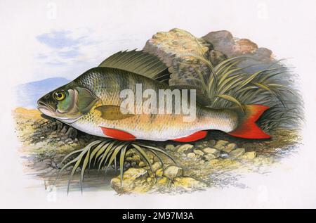 Perca fluviatilis, o Perch europeo, conosciuto anche come Perch Redfin e Perch Inglese. Foto Stock