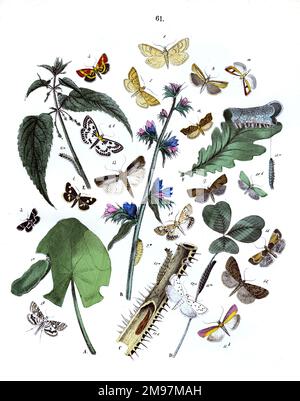 Illustrazione, Pirales -- Tortrices -- Hydrocampa Nymphaeata, Odontia Dentalis, Ennychia Nigrata, Threnodes Pollinalis, Pyrausta Purpuralis, Botys Urticata, Botys Flavalis, Botys Hyalinalis, Crambus Selasellus, Crambus Pinetellus, Pempelia Semirubella, Myelophila Cribrum, Galleria mellonella, Aglossa Pinguinalisl, Pyralis Farinalis, Teras Caudana, Lozotaenia Sorbiana, Tortrix Viridana. Le piante sono il giglio d'acqua (Nymphea), il bugloss di Viper (Echium vulgare), la rosa selvatica (Rosa Canina), il trifoglio (Trifolium), il nettle (Urtica dioica e la quercia (Quercus Robur). Foto Stock