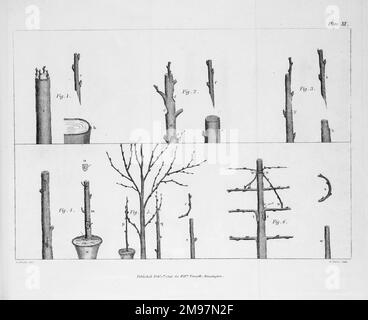 Processi di innesto arboreo, 2 copie: B/N e colore. Incisione, probabilmente di H. Mutlow, di William Forsyth, Un trattato sulla cultura e la gestione degli alberi da frutto. Piastra XI. Foto Stock