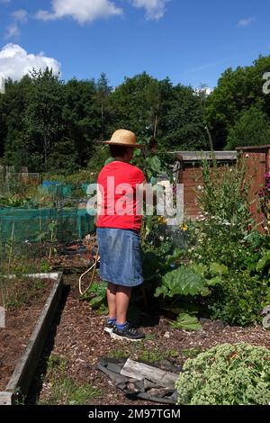 Una donna che innaffia un allotto durante una calda giornata estiva Foto Stock