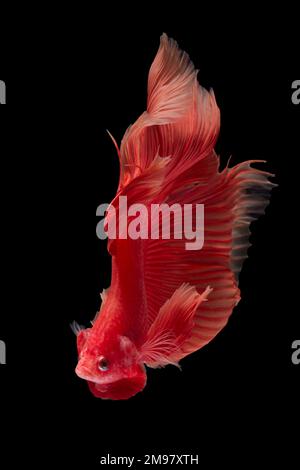 Primo piano di un pesce betta rosso su sfondo nero Foto Stock