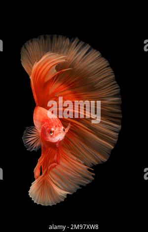 Primo piano di un pesce betta arancione su sfondo nero Foto Stock