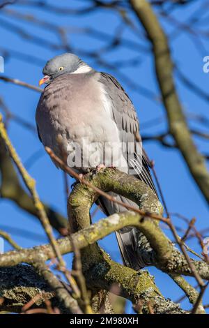 Il Pigeon di legno è il più grande della famiglia colomba europea. Sono uccelli comuni in città e paese. In inverno i greggi spesso formano enormi Foto Stock