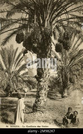 Un uomo sale su una palma da data, per raccogliere le date mature dai fasci in cima all'albero. I bambini si siedono sotto aiutando con la collezione. Foto Stock