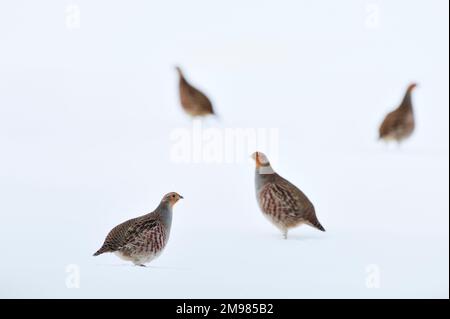 Grey Partridge (Perdix perdix) covey di uccelli che si riparano dietro una siepe su un campo arabile coperto di neve, Scottish Borders, Berwickshire, gennaio 2010 Foto Stock