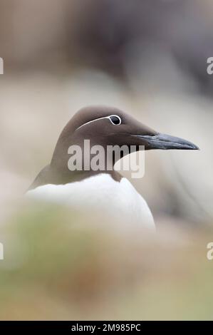 Guillemot (Uria aalge) forma adulta sposata con eyestripe vicino a Nest, Isole Farne, Northumberland, Inghilterra, giugno 2007 Foto Stock
