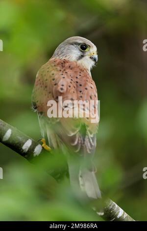 Kestrel (Falco tinnunculus) uccello maschio arroccato in albero, Fife, Scozia, luglio 2011 Foto Stock