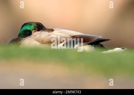 Mallard (Anas platyrhynchos) maschio che riposa sulla riva del fiume in illuminazione di prima sera, Berwick-upon-Tweed, Northumberland, Inghilterra, maggio 2007 Foto Stock