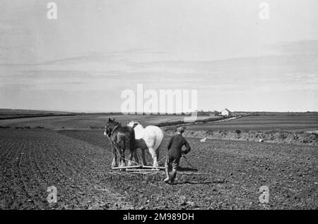 Uomo che arava un campo con due cavalli shire. Foto Stock