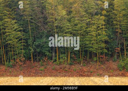 Bambù foresta sul bordo di campo di riso in inverno Foto Stock