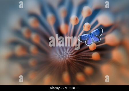 Primo piano di una farfalla blu su una pianta fiorita, Indonesia Foto Stock