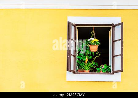 Verde casa piante sul davanzale Foto Stock