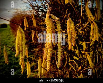 Catkins in Winter Thaxted Essex Inghilterra Gennaio 2023 Un catkin o ament è un piccolo e cilindrico grappolo di fiori (uno spike), con poco appariscenti o nessun petalo, di solito impollinato dal vento (anemofilo) ma a volte impollinato dagli insetti (come in Salix). Contengono molti fiori, solitamente unisexual, disposti vicino lungo un gambo centrale che è spesso annegando. Si trovano in molte famiglie di piante, tra cui betulaceae, Fagaceae, Moraceae e Salicaceae. Foto Stock