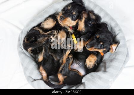 Tre cuccioli di un dachshund con i capelli di filo sono sdraiati sul letto con le loro zampe in su. Ritratto di un cane. Animali domestici carini Foto Stock