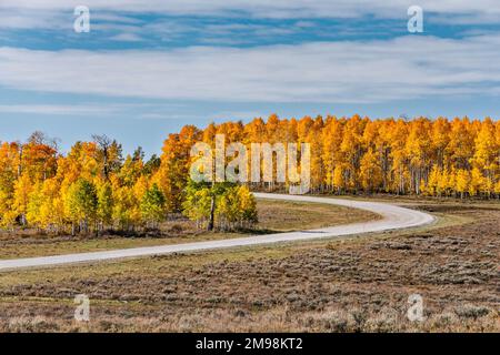 Asspen boschetto nella stagione autunnale, Skyline Drive Scenic Drive, Wasatch Plateau, Manti la SAL National Forest, Utah, USA Foto Stock