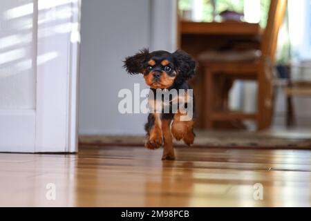 Giocoso Cavalier re Charles spaniel che corre su un pavimento di legno. Immagine interna generica, vista frontale. Foto Stock