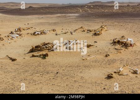 Ossa animali in un deserto vicino a Bahariya oasi, Egitto Foto Stock