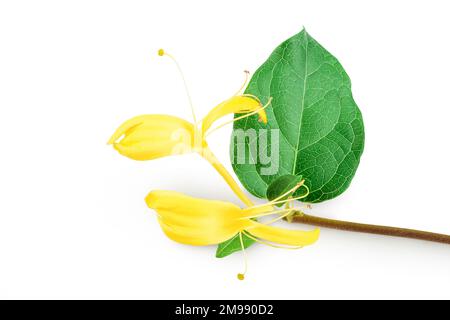 fiore di nido d'ape isolato su sfondo bianco con profondità di campo completa Foto Stock