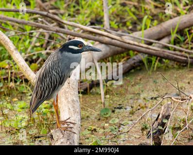 Notte Heron giallo-incoronato appollaiato su Log Foto Stock