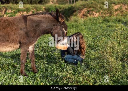 Donna che si prende cura di un asino all'aperto in natura. Foto Stock